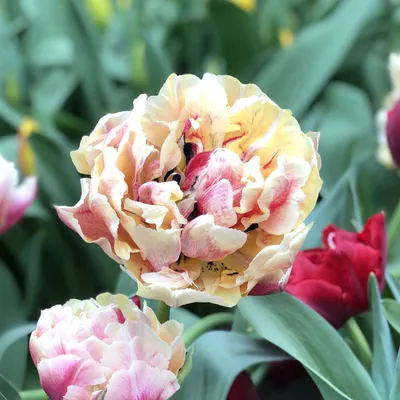 Tulip Verona | White Flower Farm