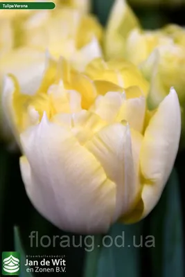 Creamy white peony-flowered Double Early tulips (Tulipa) Verona Design with  variegated leaves bloom in a garden in March Stock Photo - Alamy