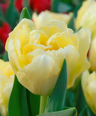 Tulip Verona (Tulipa) - Fluwel