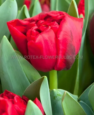 Тюльпаны оптом к 8 марта в Москве : Тюльпан Верона