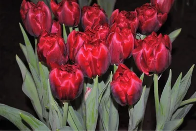 Tulipa 'Verona' | Perenniculum