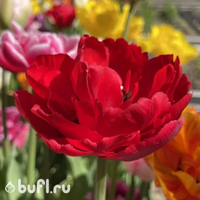 Kafe Kytka - Tulipa ´Verona Sunrise´ 🌷 #kafekytka #kafekytkazima  #kafekytkajaro #tulipany #tulipa #tulipanes #tulips🌷 #tulipflower #flowers  #flower #flowersshop | Facebook