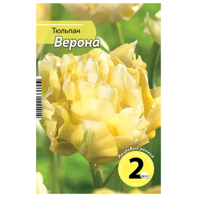 Тюльпан махровый ранний Верона 10 шт Агрохолдинг Поиск 120052893 купить в  интернет-магазине Wildberries