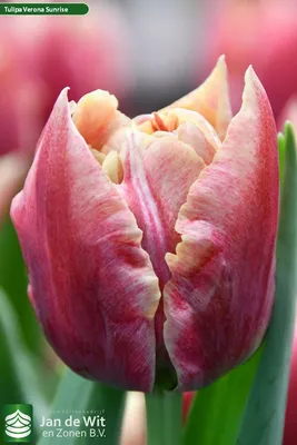 Verona Sunrise - Tulip Bulbs | Flower Bulbs | The Flower Bulb Farm