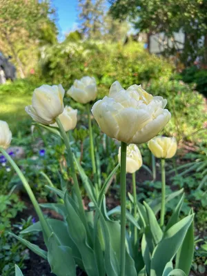 Double early tulip verona hi-res stock photography and images - Alamy