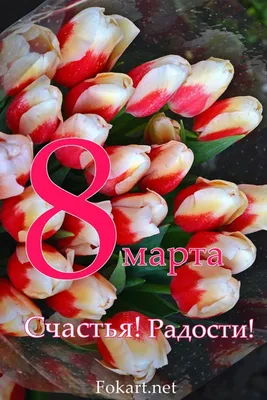 Image International Women's Day Tulips flower Many Holidays