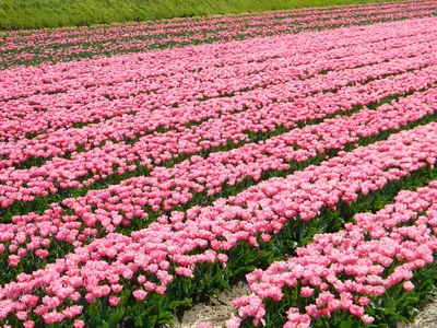 Тюльпаны из парка Кекенхоф. Купить тюльпаны из Голландии на посадку. «Блог  Флориум.юа» 2019