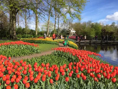 Цветоводы в Нидерландах оценили сокращение поставок цветов на 40% | ИА  Красная Весна