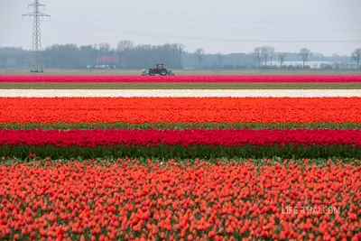 Тюльпаны в Голландии стоковое фото. изображение насчитывающей тюльпаны -  189680770