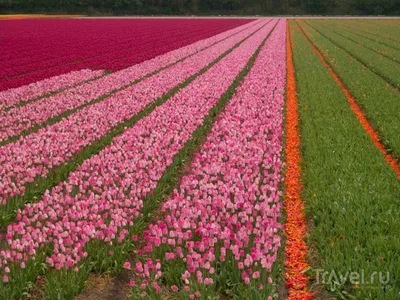 Картина по номерам \"Фестиваль тюльпанов в Голландии\"