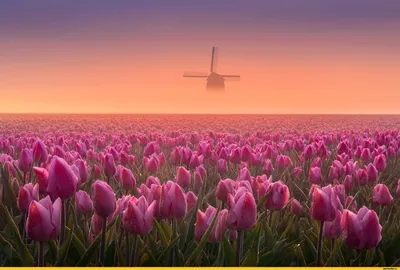 Гид по тюльпановым полям Нидерландов | Perito