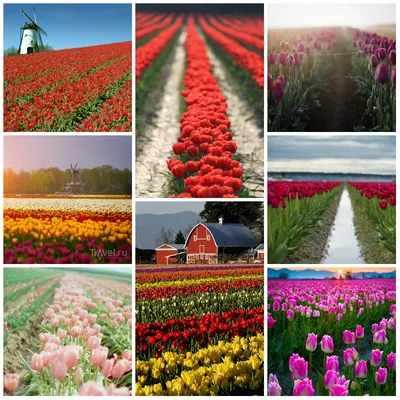 Тюльпаны в Голландии и их история происхождения