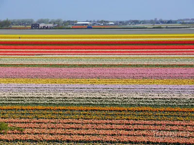 Цветущие поля в Голландии / Travel.ru / Чудеса света
