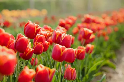 Тюльпаны, нарциссы,крокусы,комнатные цветы из Голландии Нидерланды.  (ID#1804179232), цена: 1039.32 ₴, купить на Prom.ua