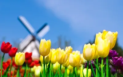 Поля тюльпанов в Голландии (Много фото!) - treepics.ru