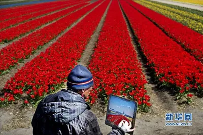 В Нидерландах уничтожили 400 млн цветов из-за COVID — в основном тюльпаны -  14.04.2020, Sputnik Кыргызстан