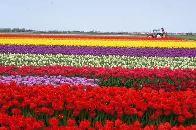 Тюльпан триумф Королева Голландии 5 шт купить недорого в интернет-магазине  товаров для сада Бауцентр