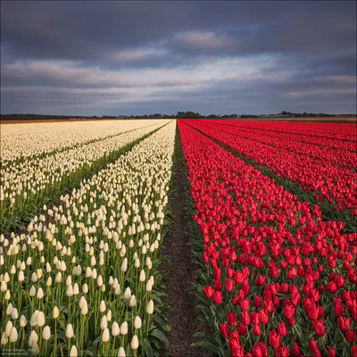 Не одними тюльпанами, или такая разная Голландия | Ассоциация Туроператоров