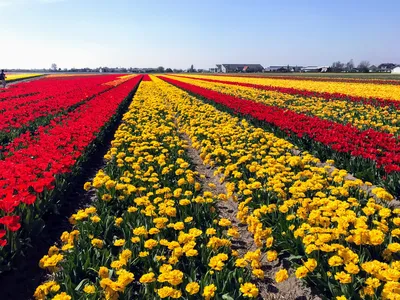 Тюльпаны в голландии фото фото