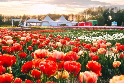 Поля тюльпанов в Голландии (100 фото) - 100 фото