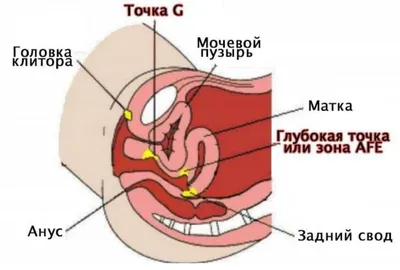 Точка G или как улучшить качество секса?