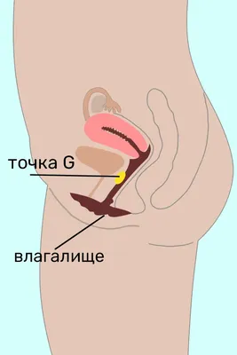 Увеличение точки G - Клиника Золотое Правило