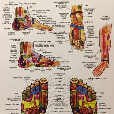 Акупунктурные Точки На Ногах. Рефлекторные Зоны На Ногах. Иглоукалывание.  Китайская Медицина. Клипарты, SVG, векторы, и Набор Иллюстраций Без Оплаты  Отчислений. Image 56909667