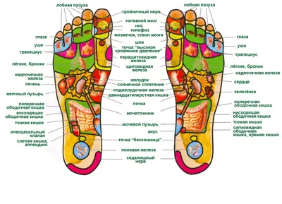 Точки здоровья на наших ногах: как с помощью массажа стоп лечить любые  органы - YouTube