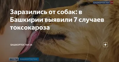 Восемь случаев токсокароза выявили в Красноярском крае с начала года /  Происшествия Красноярска и Красноярского края / Newslab.Ru