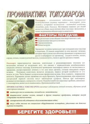 Заразились от собак: в Башкирии выявили 7 случаев токсокароза |  Башкортостан 24 | Дзен