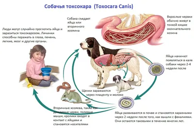 РЕДКАЯ ФОРМА ТОКСОКАРОЗА ГЛАЗ У ПАЦИЕНТА 46 ЛЕТ – тема научной статьи по  клинической медицине читайте бесплатно текст научно-исследовательской  работы в электронной библиотеке КиберЛенинка