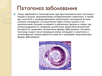 Так ли страшен токсокароз, как его малюют? | Пикабу