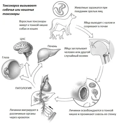 Токсокароз: современные подходы к проблеме - YouTube