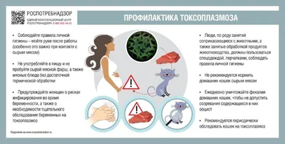 ELITA Clinic - Токсоплазмоз — паразитарное заболевание... | Facebook