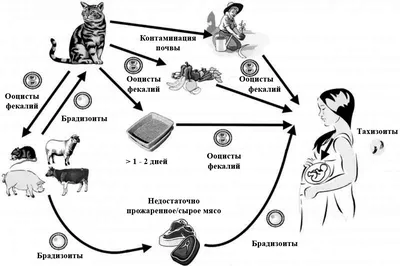 Поражение органа зрения при токсоплазмозе – тема научной статьи по  клинической медицине читайте бесплатно текст научно-исследовательской  работы в электронной библиотеке КиберЛенинка