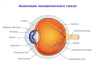 Вторичная глаукома - причины, симптомы, классификация