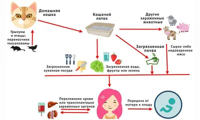 Cимптомы и лечение токсоплазмоза у ребенка