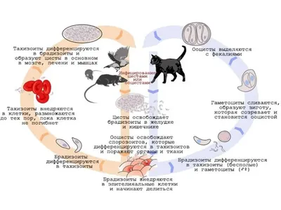 Токсоплазмоз у кошек фото фото