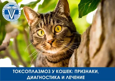 Токсоплазмоз у кошек: симптомы, диагностика, лечение