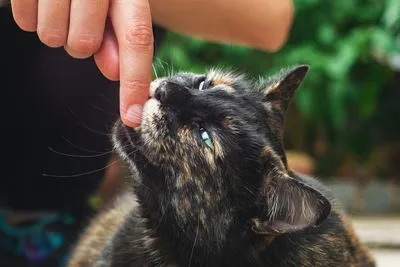 😾Токсоплазмоз у кошек: это должен знать каждый владелец | Нос, хвост, лапы  | Дзен