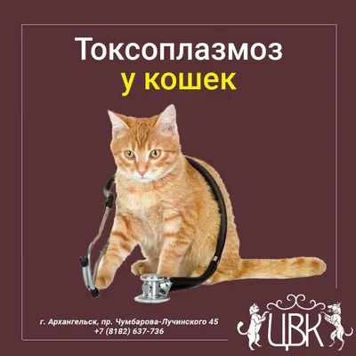 Токсоплазмоз у кошек: симптомы, лечение, профилактика