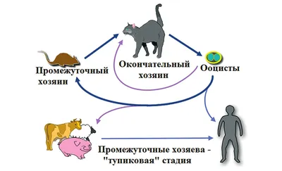 Стоматит у кошек - симптомы, лечение, причины