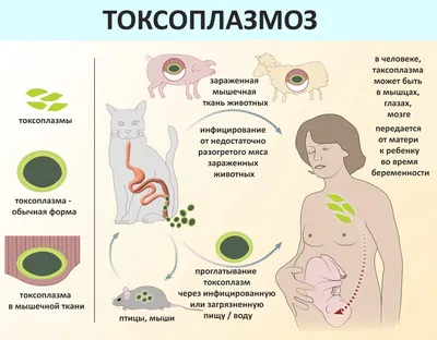 Токсоплазмоз у кошек | Причины, симптомы и лечение