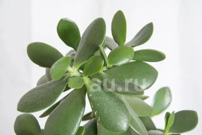 Крассула, толстянка, денежное дерево - Crassula. Уход за крассулой ( толстянкой)