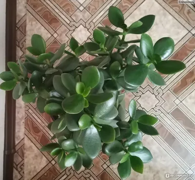 Толстянка древовидная (Crassula arborescens) - PictureThis