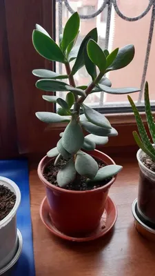 Толстянка, или крассула (Crassula) - «🌳Растение, с которым связано много  суеверий. Я человек несуеверный, крассула давно растет в моем доме и  никакие суеверия меня не волнуют.🤔» | отзывы