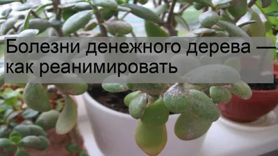 Денежное дерево (Толстянка) советы за уходом в домашних условиях | Как  ухаживать денежное дерево в домашних условиях | Growbox