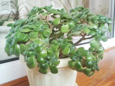 Крассула, толстянка, денежное дерево - Crassula. Уход за крассулой ( толстянкой)