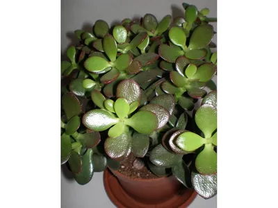 Крассула, толстянка, денежное дерево - Crassula. Уход за крассулой ( толстянкой)