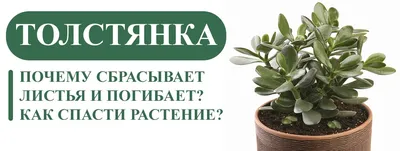 Почему толстянка сбрасывает листья и погибает? Мы знаем, как спасти  растение!